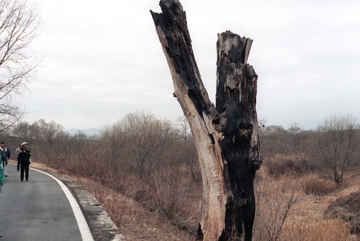 The tree stump – photograph from 1984
