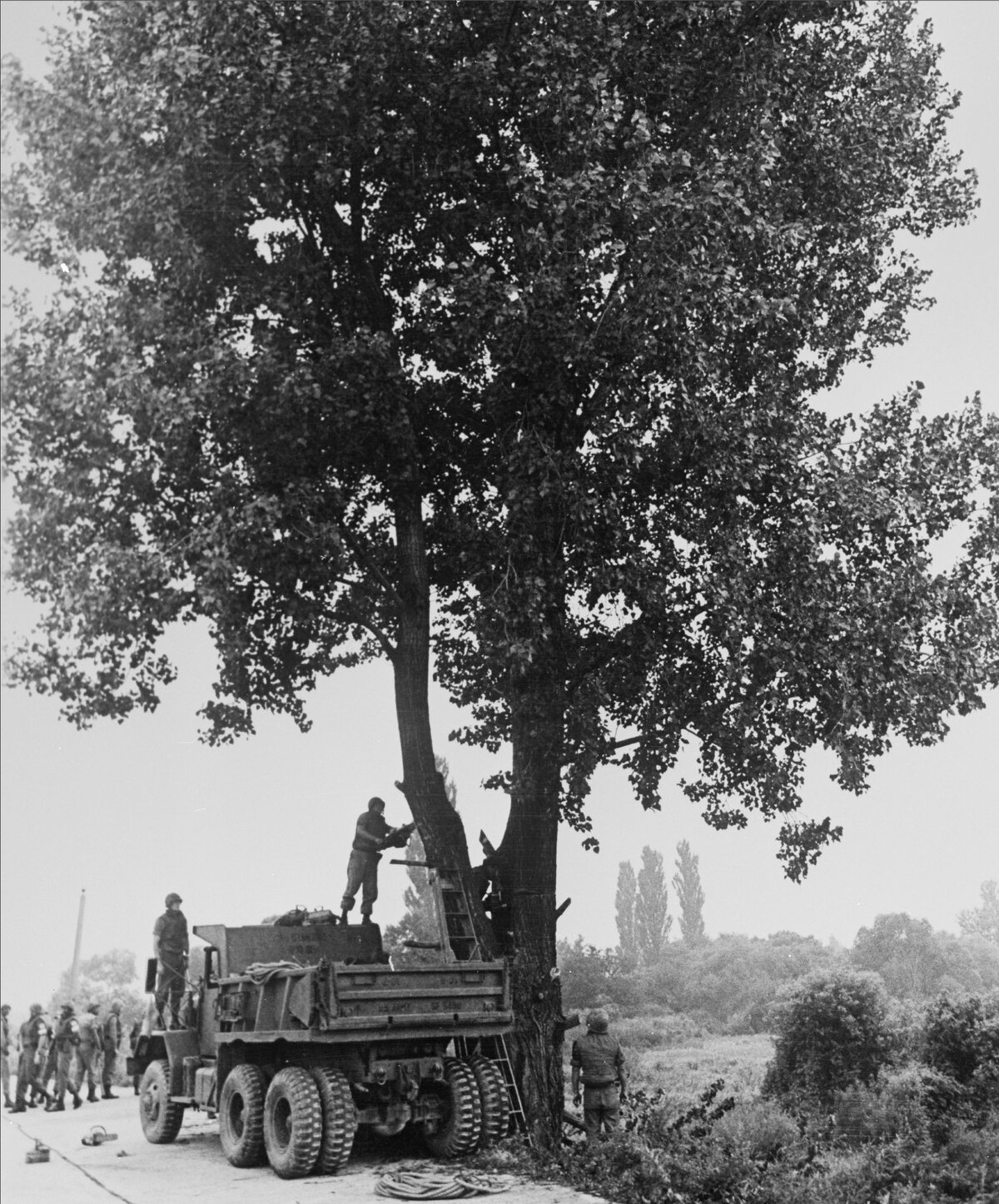 South Korean soldiers cutting down the tree with a chainsaw