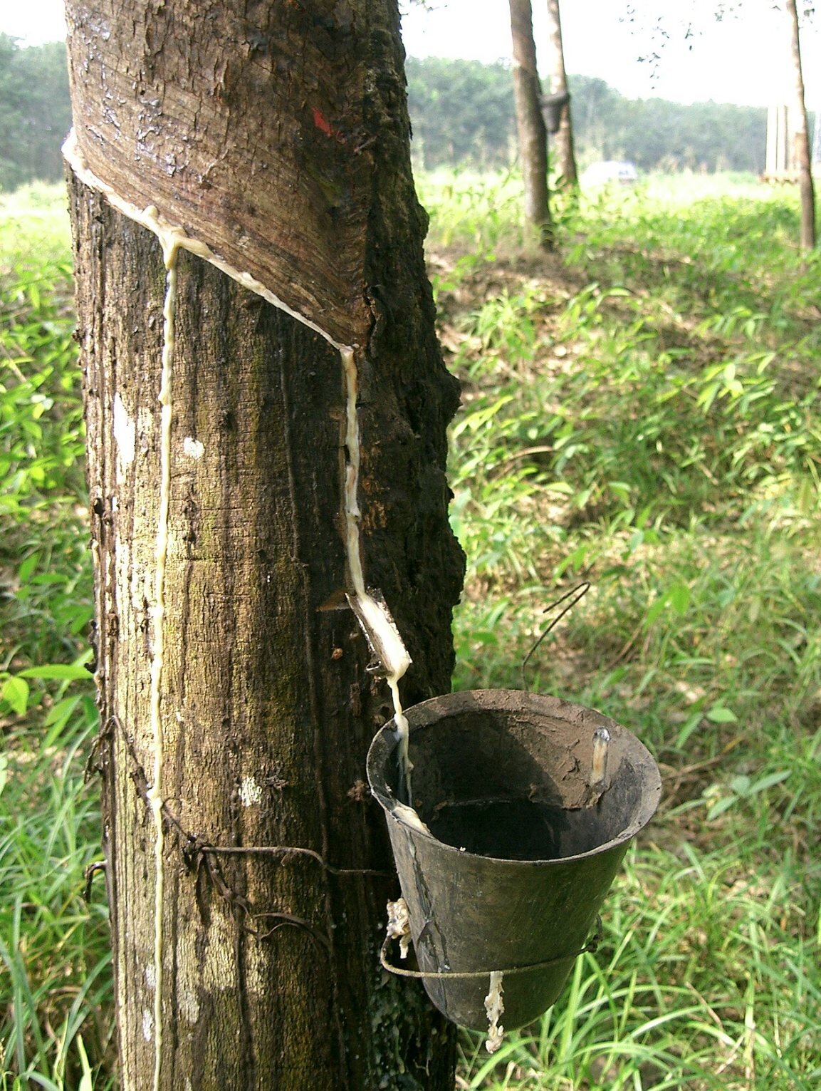 Latex being collected from a tree