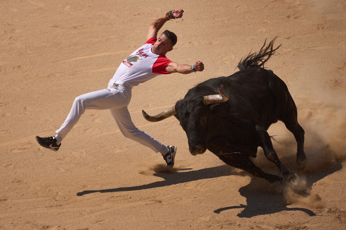 A recortador and a bull. Unlike the matador who appears later and kills the bull, a recortador is an acrobat who faces the animal in a Spanish arena without a sword or cape, dodging its charges, leaping over it or slipping away at the last possible moment.